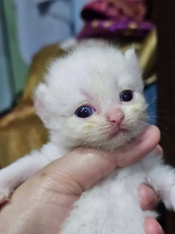 เปอร์เซีย