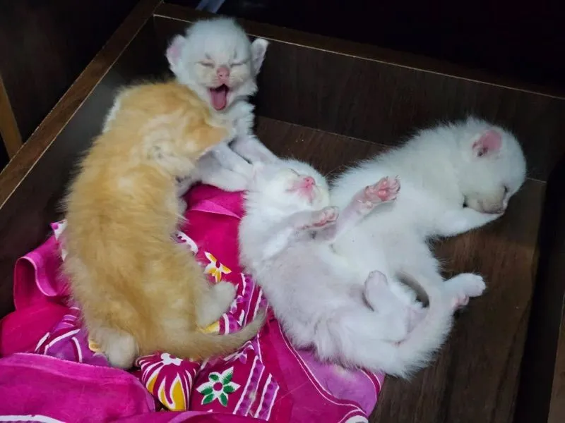 เปอร์เซีย