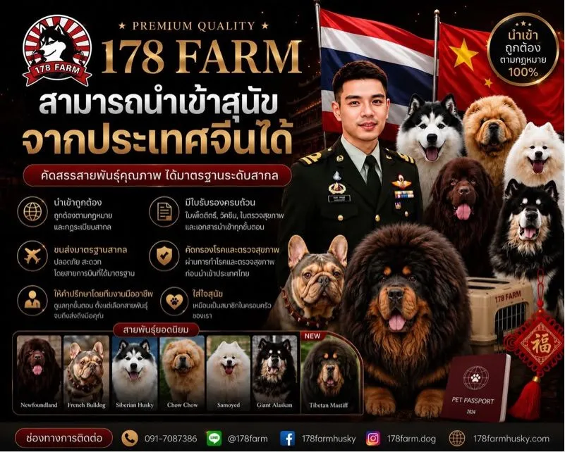 ลูกคอร์กี้