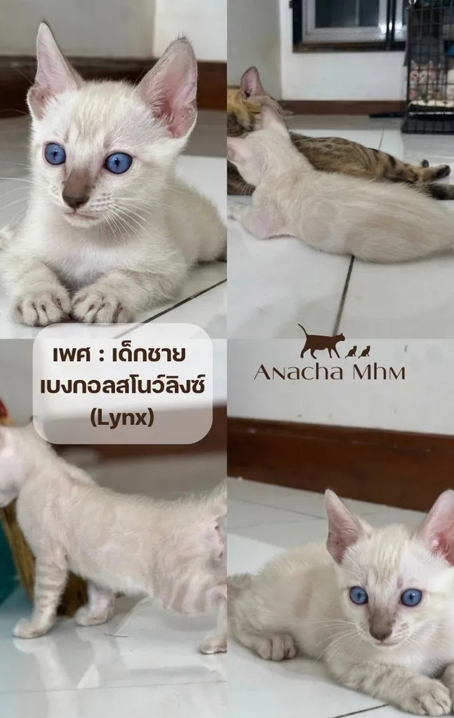 แมวเบงกอลแท้เพศชาย (Lynx)
