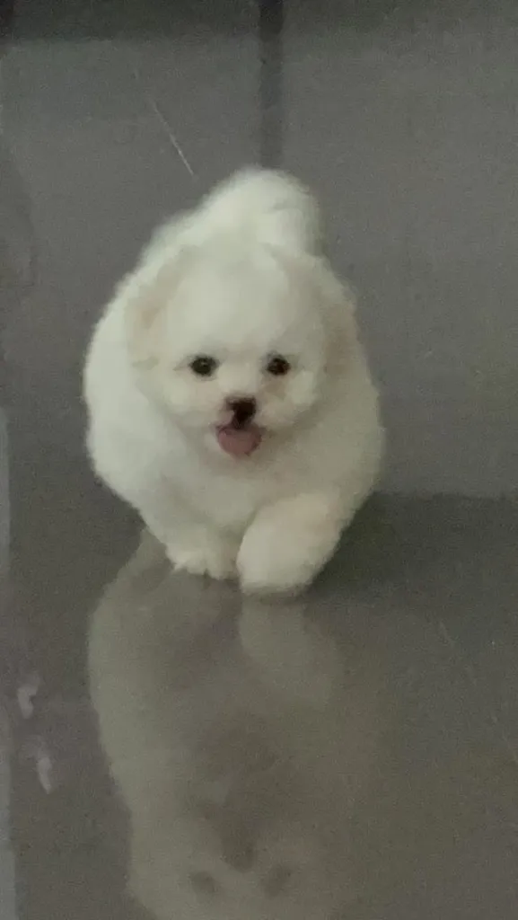 สุนัขพันธุ์ชิสุผสมปอม
