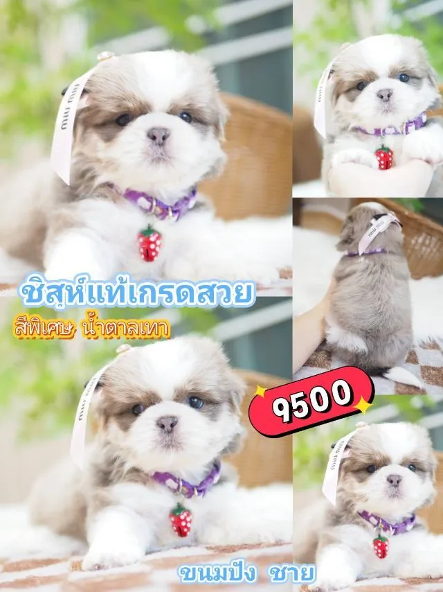 ชิสุ