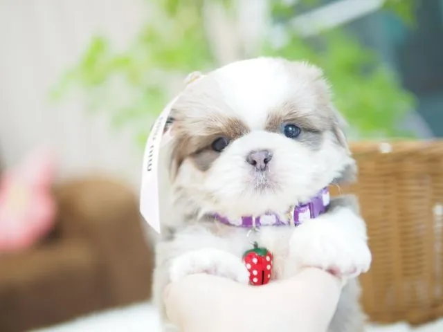 ชิสุ