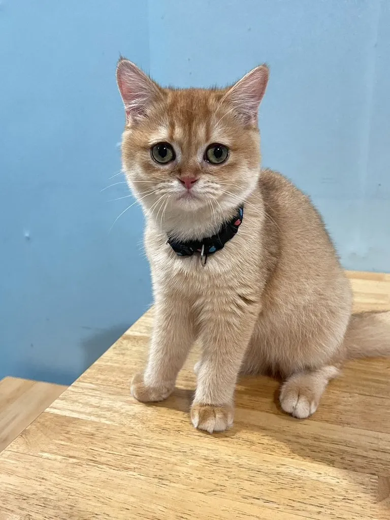 บริติช ชอทแฮร์ (British Shorthair)