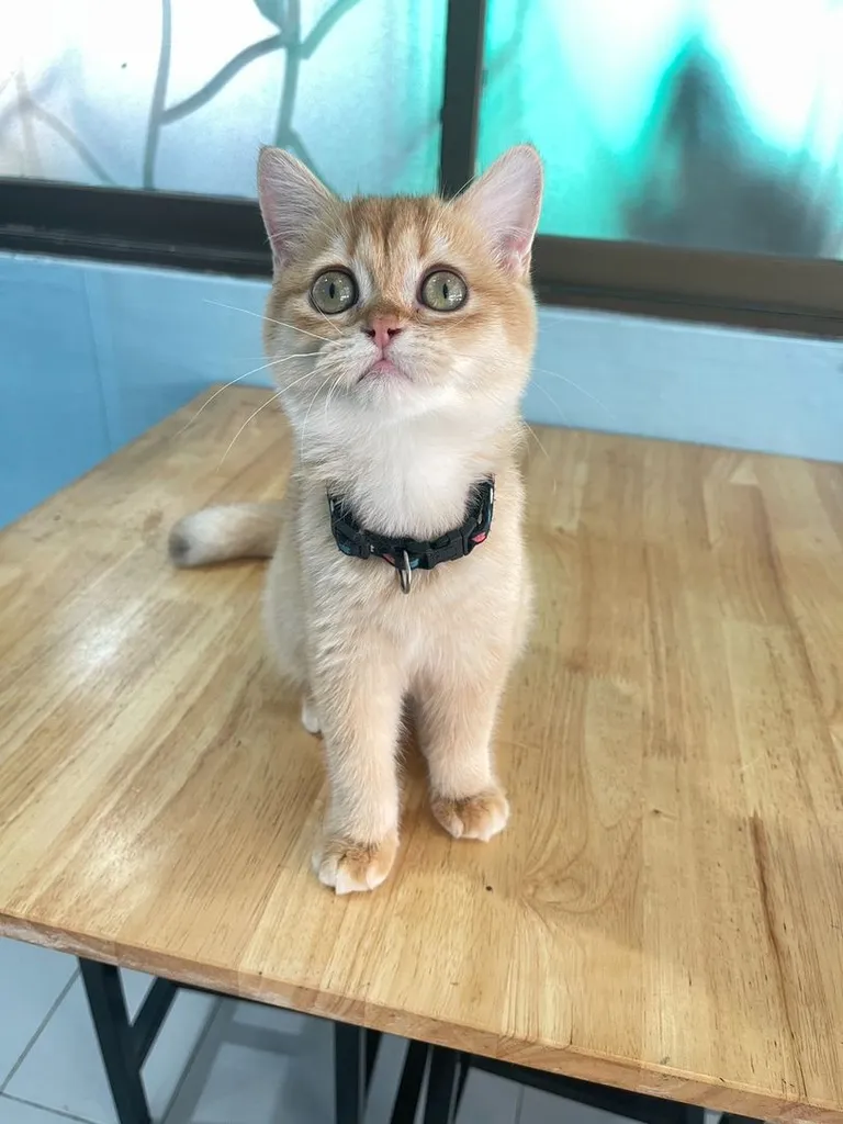 บริติช ชอทแฮร์ (British Shorthair)