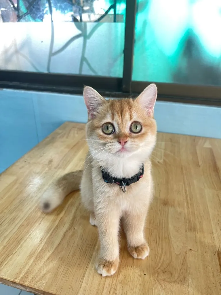 บริติช ชอทแฮร์ (British Shorthair)