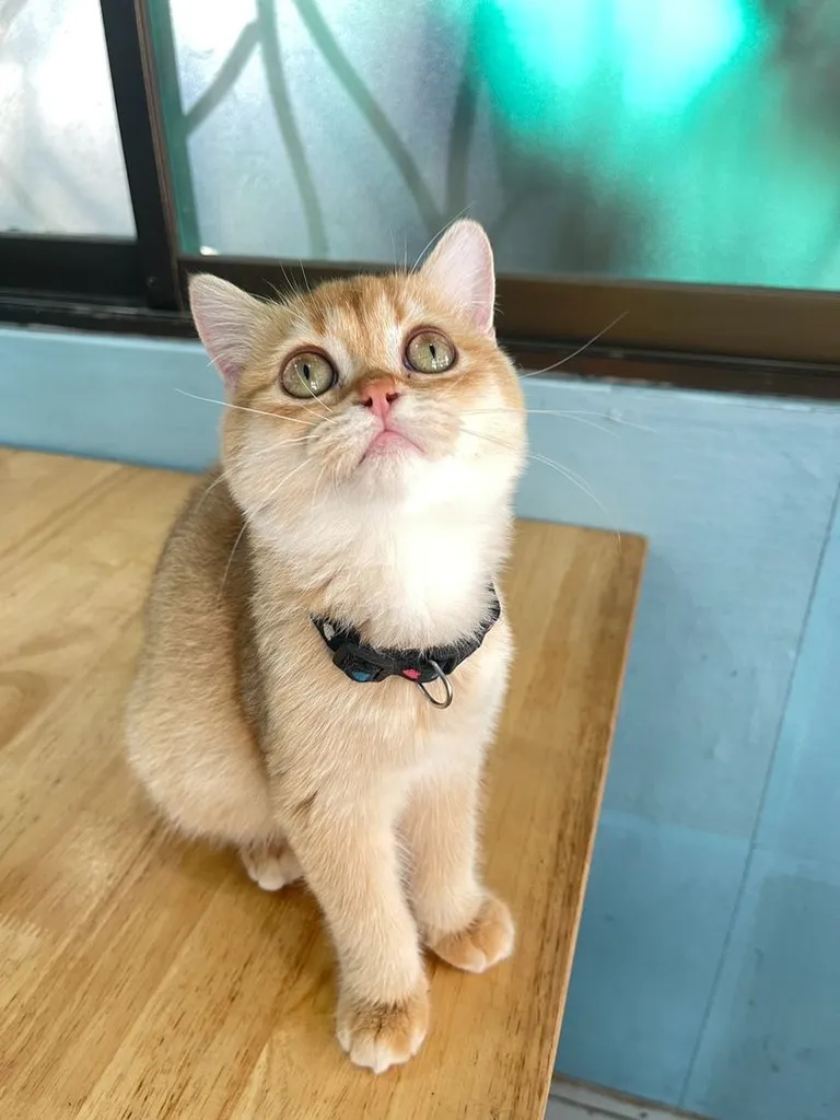 บริติช ชอทแฮร์ (British Shorthair)