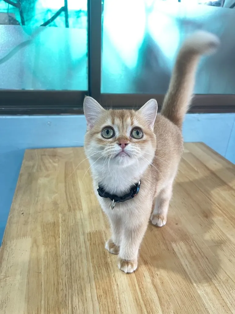 บริติช ชอทแฮร์ (British Shorthair)