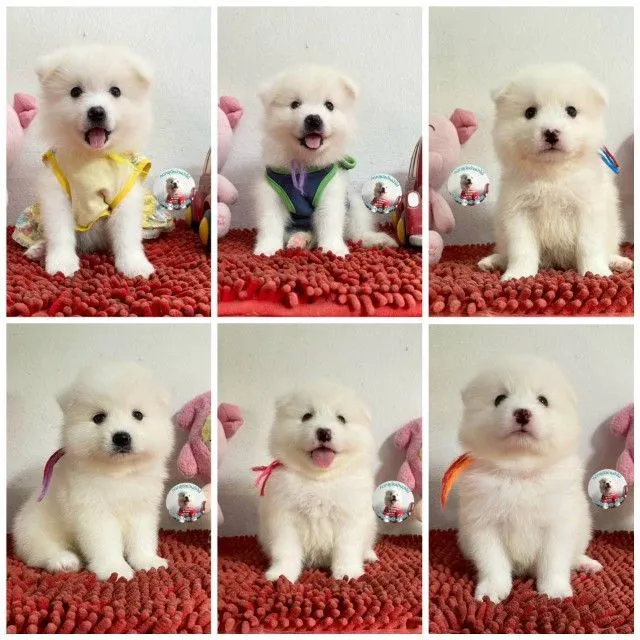 ลูกสปิตซ์แท้ ผู้ 4 เมีย 2 ตัวอ้วนกลม แน่นๆ หาบ้าน