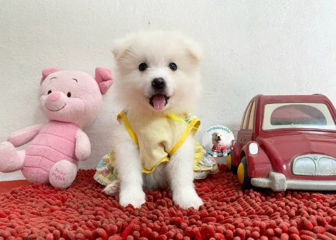 ลูกสปิตซ์แท้ ผู้ 4 เมีย 2 ตัวอ้วนกลม แน่นๆ หาบ้าน