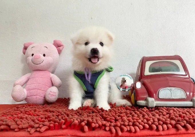 ลูกสปิตซ์แท้ ผู้ 4 เมีย 2 ตัวอ้วนกลม แน่นๆ หาบ้าน