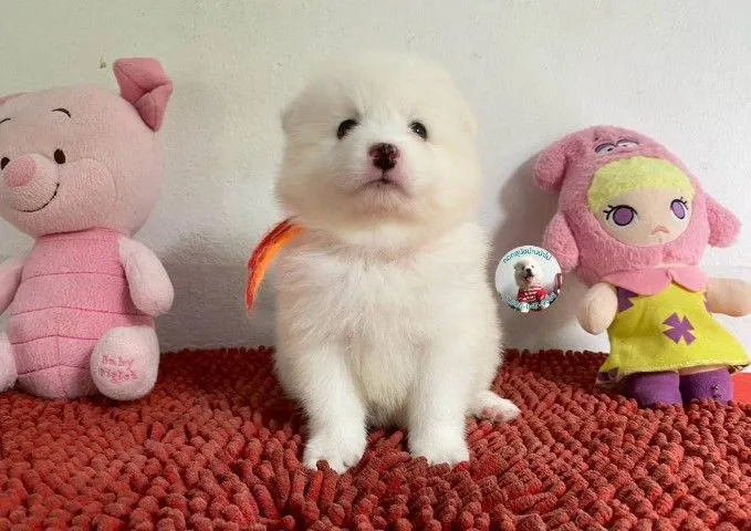 ลูกสปิตซ์แท้ ผู้ 4 เมีย 2 ตัวอ้วนกลม แน่นๆ หาบ้าน