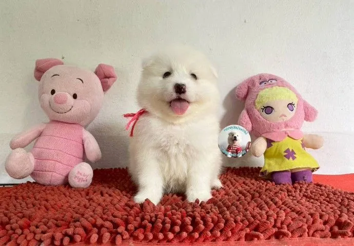 ลูกสปิตซ์แท้ ผู้ 4 เมีย 2 ตัวอ้วนกลม แน่นๆ หาบ้าน
