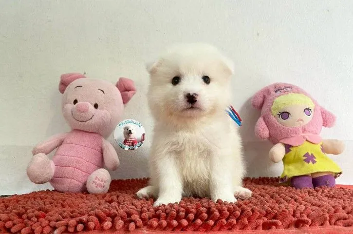 ลูกสปิตซ์แท้ ผู้ 4 เมีย 2 ตัวอ้วนกลม แน่นๆ หาบ้าน