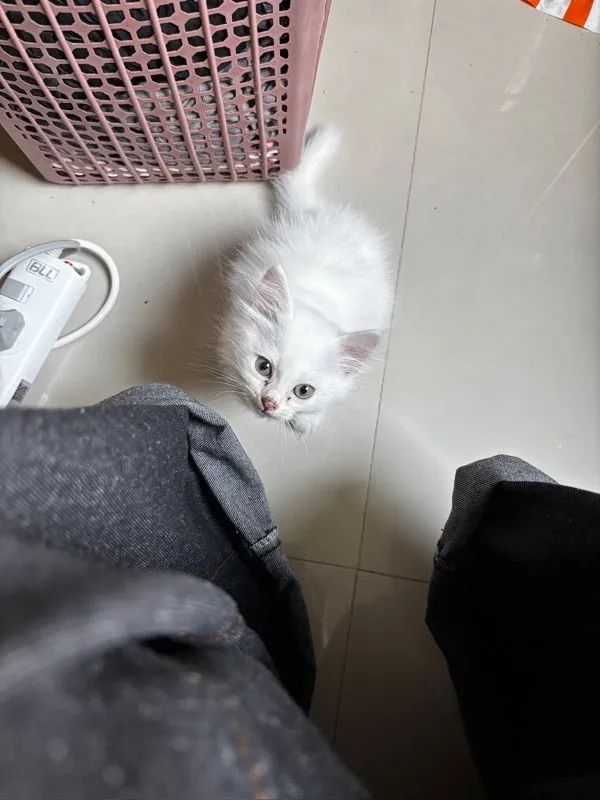 น้องแมวเปอร์เซีย