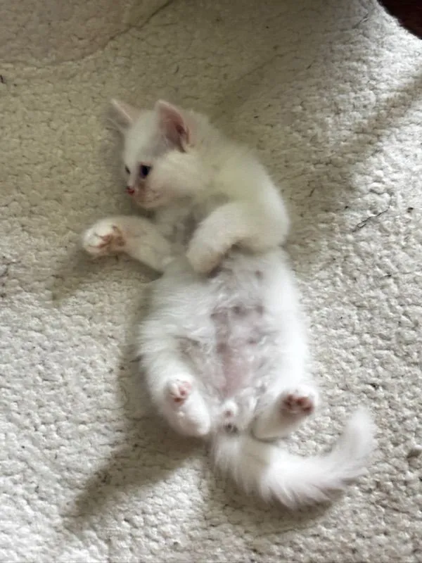 น้องแมวเปอร์เซีย