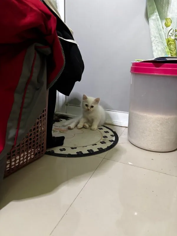 น้องแมวเปอร์เซีย