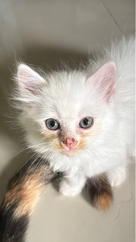 น้องแมวเปอร์เซีย