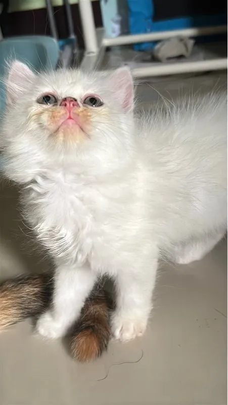 น้องแมวเปอร์เซีย