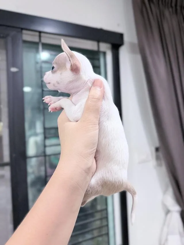 ชิวาวาแท้ขนสั้น พร้อมย้ายบ้าน