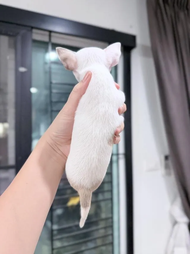 ชิวาวาแท้ขนสั้น พร้อมย้ายบ้าน